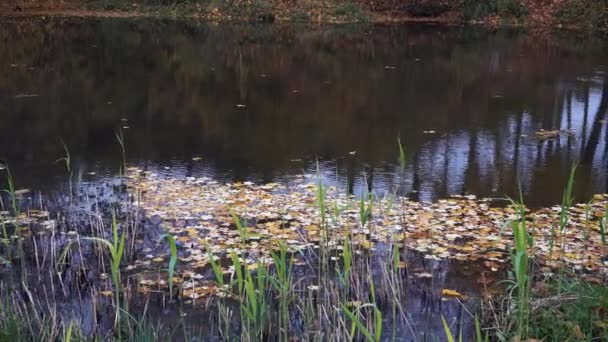 Herbstliches Naturpanorama Flussufer Vergilbte Blätter Sind Auf Die Ruhige Wasseroberfläche — Stockvideo
