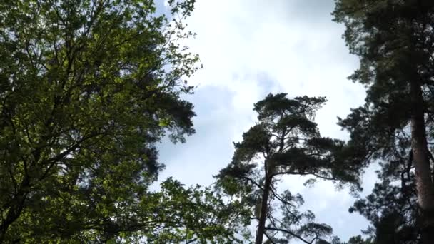Vista Bajo Ángulo Mirando Hacia Cielo Nublado Bosque Arbóreo Mixto — Vídeos de Stock