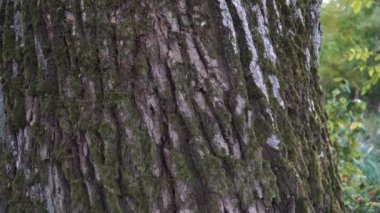 Mossy deciduous tree trunk. Rough bark texture sample of an old oak covered with moss where between the bark gaps crawl ants. Wildlife nature in a close-up view.