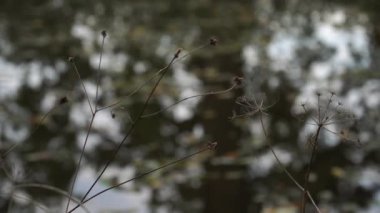 Kuru otlar, sonbaharda su rezervuarında yapılan yakın çekim olan doğal bir soyut görüntüden kaynaklanır. Vahşi doğada bulanık bir arkaplan ile sığ alan görüşü.