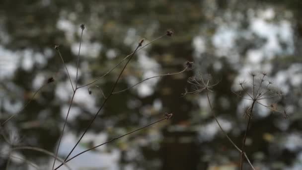 Dry Grass Stems Natural Abstract Scene Closeup Autumn Water Reservoir — Stok video