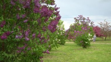 Çiçek açan birçok farklı leylak çalısı ve diğer ağaçlarla dolu bir bahçe. Bahçe işlerinde bahar mevsiminde çok güzel bir sahne..