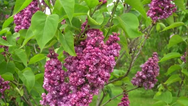 Krásné Kvetoucí Šeříky Jarní Zahradě Lilac Florets Zoom Closeup View — Stock video