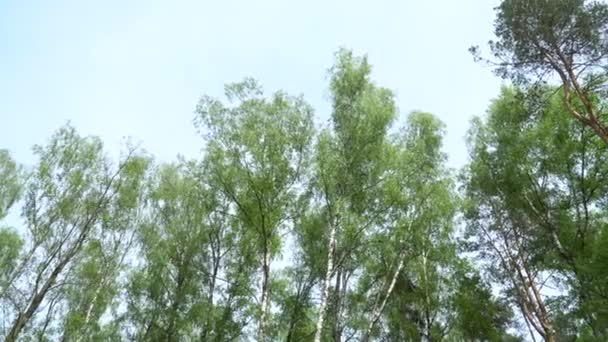 Alta Árvore Bétula Vista Topo Primavera Folhagem Verde Bétulas Altas — Vídeo de Stock