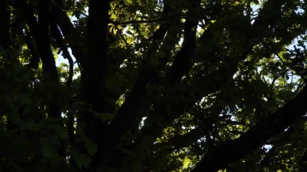 Blick Nach Oben Schatten Eines Großen Baumblattes Einem Heißen Sonnigen — Stockvideo