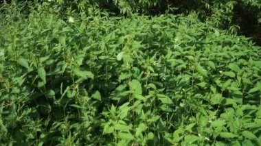 Yeşil doğa. Yabani otlar. Isırgan otu (Latince: Urtica dioica) - rüzgarda sallanan iğneli bitkilerin sapları. Güneşli bir günde vahşi doğanın yakın çekim sahnesi.