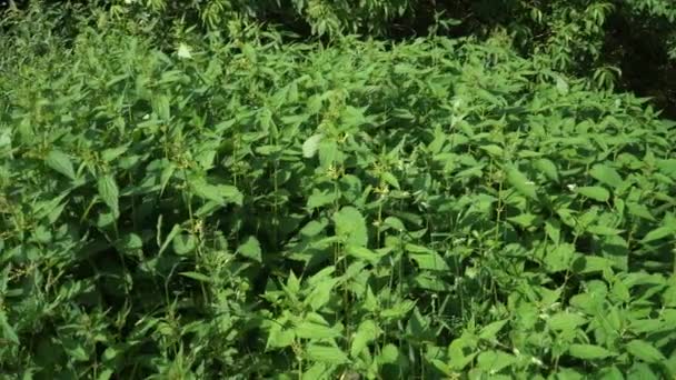 Zelená Povaha Plevel Kopřivy Latin Urtica Dioica Stonky Bodavých Rostlin — Stock video