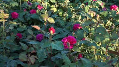 Çiçek açan bir gül çalısı bitki koruma ürünleriyle işlenmiş. Bitkinin yapraklarında, püskürtüldükten sonra beyaz kimyasal tortular görülebilir..