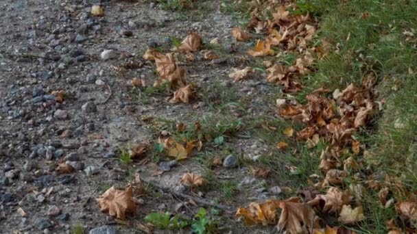 Wiejska Droga Jesienią Upadłe Żółte Liście Samotnym Żwirowym Poboczu Malowniczym — Wideo stockowe