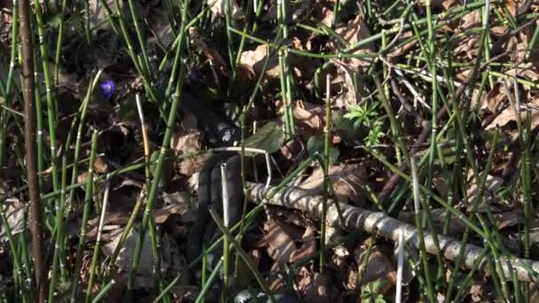 爬虫類の繁殖 春に太陽の暖かい日に交尾する草蛇 ラテン語 ナトリクス ナトリックス の行動 ヘビの体のクローズアップが一緒に絡みました 自然界の音のシーン — ストック動画