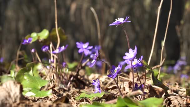 Első Tavaszi Virágok Virágzó Vesefű Latin Anemone Hepatica Hajlamosak Nap — Stock videók