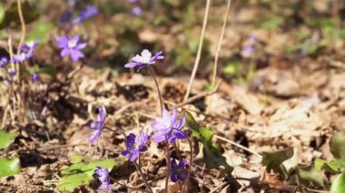 Çiçek açan bitkilerin parlak bahar manzarası. İlk bahar çiçekleri - çiçek açan böbrek otu (Latince: Anemone hepatica). Güneşli bir günde vahşi doğada küçük mavi çiçekler açar..