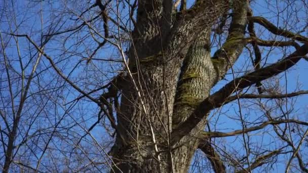 低い角度のビューで春に裸の枝と古い 苔むしたオークの木の幹 青空の背景に木の上からパノラマの動きのシーン 美しい自然音の映像 — ストック動画