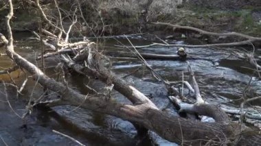 Bahar mevsiminde suların üzerinde devrilmiş ağaç gövdeleri olan vahşi bir nehir. Akıntısı kunduzlar tarafından kesilen ağaçlar tarafından engellenen nehrin manzarası. Doğanın sesleriyle dolu bir sahne.