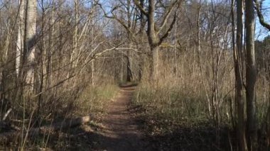 Güneşli bir baharda, yerden çıplak ağaç tepelerine kadar uzanan panoramik manzara vahşi bir ormanda turistik bir patikada duruyor. Güzel doğal manzara, kuş sesleri ve diğer doğa sesleri.