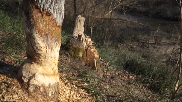 Крупный План Бобрового Ствола Дерева Дикой Природе Весной Природными Звуками — стоковое видео