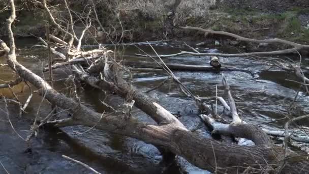 Wilder Fluss Mit Umgestürzten Baumstämmen Über Den Wasserlauf Der Frühlingssaison — Stockvideo
