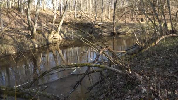 Spokojny Strumień Małej Rzeki Wczesną Wiosną Słoneczny Dzień Wody Źródlane — Wideo stockowe
