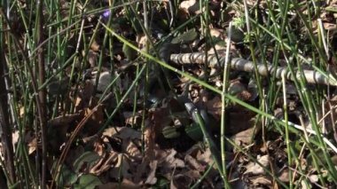 Sürüngenler çoğalır. Çimen yılanı (Latince - Natrix natrix) baharda güneşli bir günde çiftleşir. Birbirine dolanmış yılan vücutları. Doğanın seslerinin olduğu sahne..
