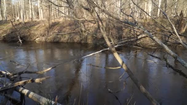 Ήρεμο Ρυάκι Ενός Μικρού Ποταμού Την Άνοιξη Ένα Άγριο Δασώδες — Αρχείο Βίντεο
