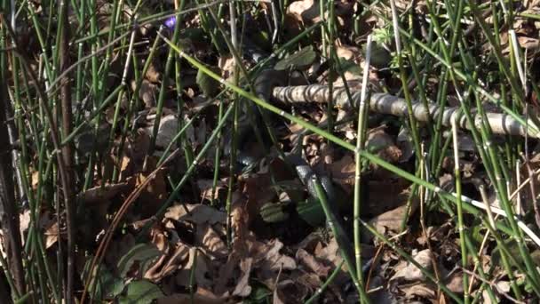 爬虫類の繁殖だ 春に太陽の暖かい日に交尾する草蛇 ラテン語 ナトリクス ナトリックス の行動 ヘビの体のクローズアップが一緒に絡みました 自然界の音のシーン — ストック動画