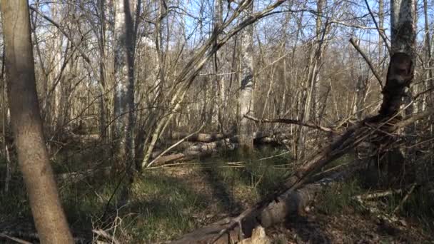 봄철에는 나무가 환경이었다 쓰러진 줄기들은 보호구역 과같은 풍경을 만들어 냅니다 — 비디오