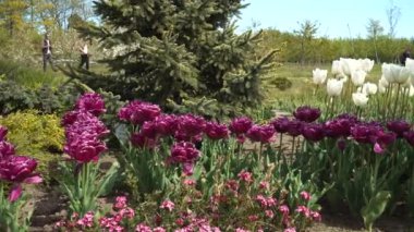 Dobele, Letonya - 23 Mayıs 2020. Baharda Letonya Devlet Meyve Yetiştirme Enstitüsü bahçesini ziyaret ederken bahçesinde çiçek tarhında laleleri olan insanlar..