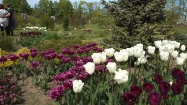Dobele, Letonya - 23 Mayıs 2020. Manzaranın önündeki çiçek tarhında laleler ve aile çifti baharda Letonya Devlet Meyve Yetiştirme Enstitüsü bahçesini ziyaret ederken selfie çekiyorlar..