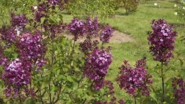 Leylak türü ve bahçedeki büyümesi. Genç çiçek açan leylak ağacı çiçekleri. Yakın plan görüntüde mor renkli tipik bir örnek..