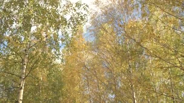 Złota Jesień Piękny Krajobraz Żółtym Złotym Odcieniem Liści Brzozy Wysokie — Wideo stockowe