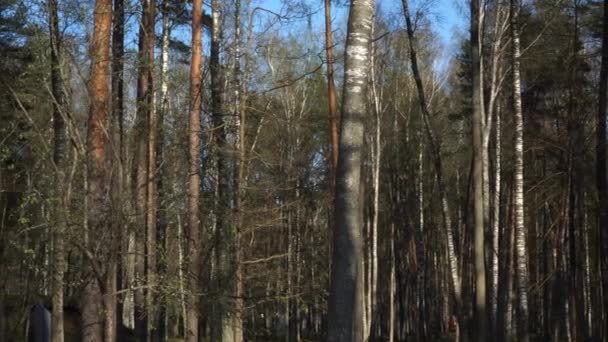 Törzsek Panorámás Kilátás Nyílik Vegyes Erdőben Tavaszi Táj Erdős Környezetben — Stock videók