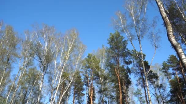Treetops Panorama Μια Ηλιόλουστη Μέρα Της Άνοιξης Υψηλές Σημύδες Και — Αρχείο Βίντεο