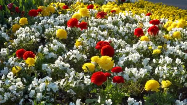 Floración Flores Colores Zonas Verdes Urbanas Que Crecen Desde Primavera — Vídeos de Stock