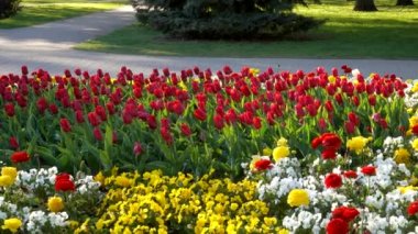 Şehir parkında çiçek tarlası tasarımı. Birçok farklı renkli çiçek güzel bir çiçek tarlasına dikilir. Çiçek açan kırmızı laleler, beyaz ve sarı hanım evladı çiçekler ve güller..