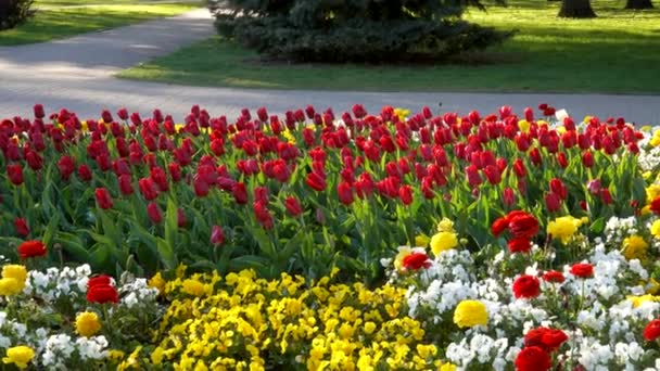 Cama Flores Parque Ciudad Verde Diseño Paisaje Muchas Flores Colores — Vídeos de Stock