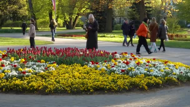ラトビアのリガ 2023年5月6日 公園の女性は花壇に色とりどりの花を咲かせ スマートフォンで写真を撮ります 春は晴れた日だ — ストック動画