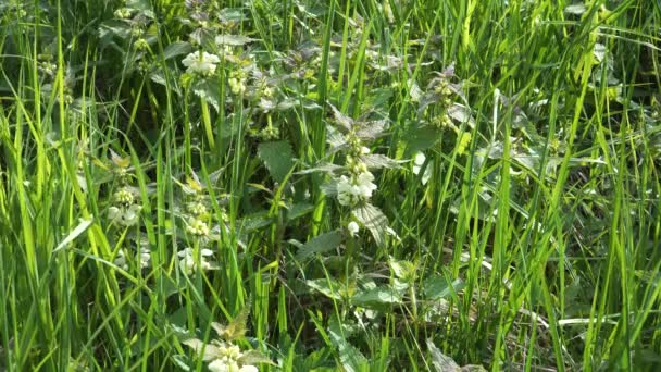 Blick Auf Blühende Weiße Brennnesselpflanzen Lamium Album Auf Einer Wilden — Stockvideo