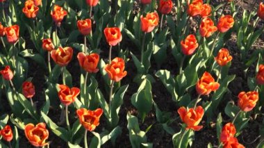 Laleler - en popüler bahçe çiçeklerinden biri. Çiçek tarhında turuncu renkli çiçek açan laleler var. Çiçek, mayıs ayının güneşli bir bahar gününde en tepedeki manzaraya gider..