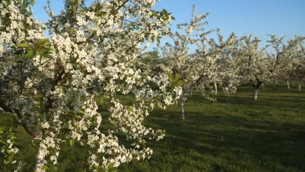 Fioritura Mele Nel Frutteto Primavera Una Bella Vista Dei Rami — Video Stock