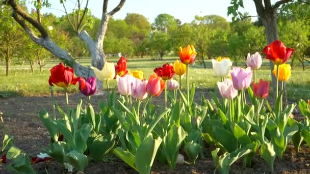 Tulipa Flores Plena Floração Projeto Paisagem Com Close Floração Tulipas — Vídeo de Stock