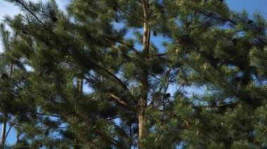 Baharda genç bir çam ağacı. Mayıs ayında kozalaklı ağaç dallarının ve yaprakların yakınındaki panoramik manzara çam tomurcukları çiçek açarken.