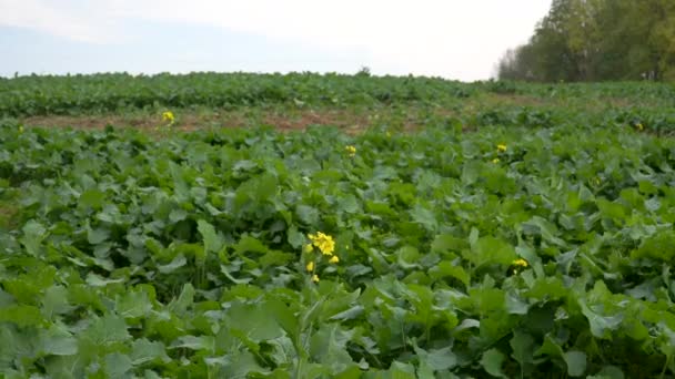 在多风的日子里 在风中摇曳着的农田里 油菜幼苗的嫩叶 花序分开开着 这是最受欢迎的农作物之一的特写 — 图库视频影像