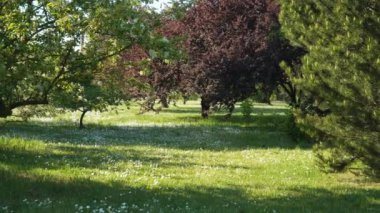 Park manzarası tasarımında dekoratif bitkiler. Çimlerin üzerinde süs ağaçlarının ve İngiliz papatyalarının bulunduğu peyzaj arazisi. Mayıs 'ta güneşli bir gün..