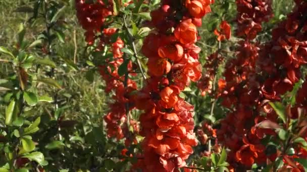 Une Vue Rapprochée Des Belles Branches Florissantes Cognassier Fleurissant Couleur — Video