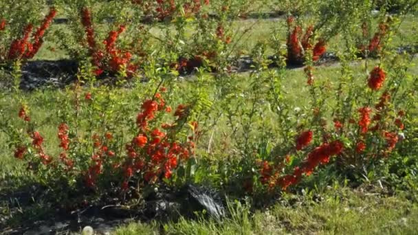 Horticultura Industrial Hermoso Florecimiento Los Arbustos Membrillo Campo Que Florece — Vídeos de Stock