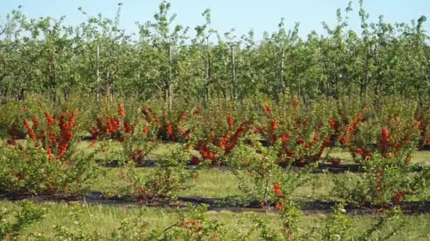 Panoramautsikt Över Den Vackra Blomningen Kvitten Buskar Jordbruksmark Med Äppelträd — Stockvideo