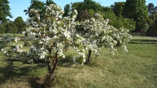 Malus Apfelbäume Blühen Weiß Eine Der Kleinen Dekorativen Laubbäume Mit — Stockvideo