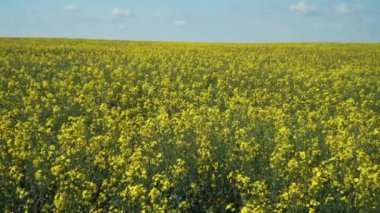 Çiçek açan tecavüz bitkileri tarlasında parlak sarı çiçekler açan bir yakınlaştırma sahnesi. Ünlü tarımsal bitkiler yazın güneşli bir günde çok güzel yakın plandalar..