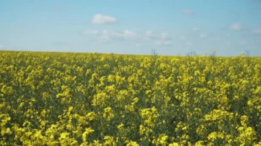 Yağ tohumu tecavüzü. Yazın güneşli bir günde çiçek açan çiçek açan tecavüz bitkilerinin olduğu panoramik bir tarla manzarası.