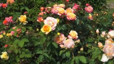 Güzel renkli melez güller bir bahçede çiçek açar. Yakın çekim sahnesinde çiçek açar. Yaz mevsimi, bir park veya kentsel çevrede manzara tasarımı için çiçek açan bitkiler.